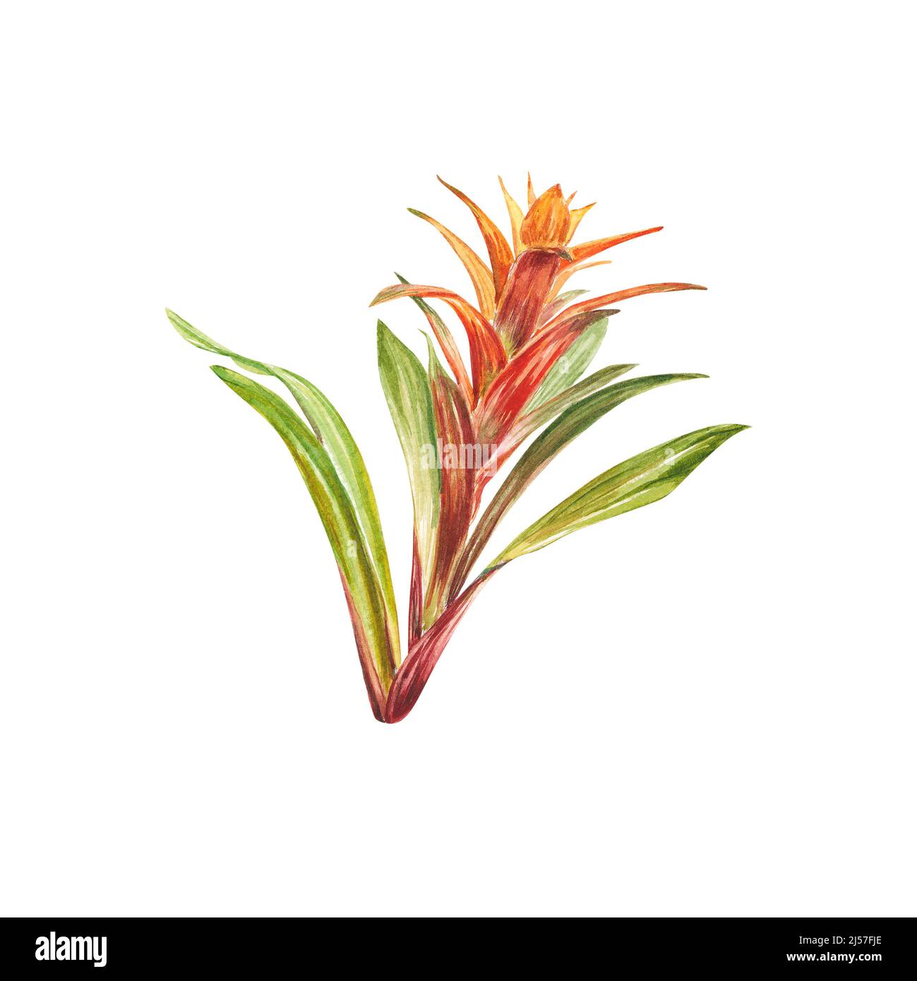 Tropical bromeliad plant with red and green leaves, hand-painted in watercolor. The illustration is highlighted on a white background. Spring or summe Stock Photo