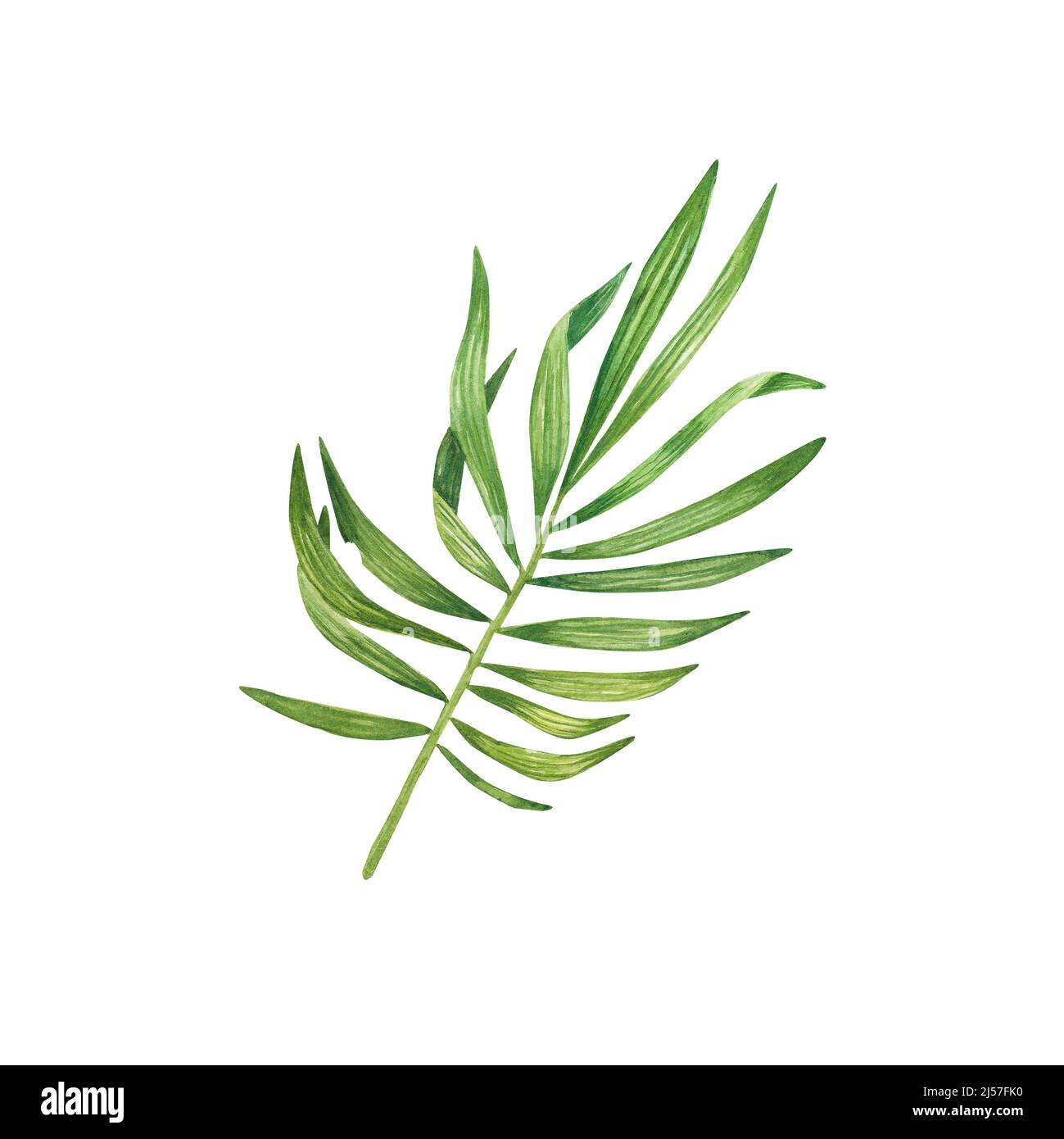 Exotic green plant in watercolor. Tropical leaves, palm leaf, bamboo. Isolated on a white background. Suitable for design, invitations, wallpapers, we Stock Photo