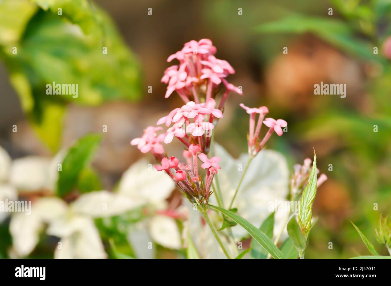 Panama Rose ,Arachnothryx leucophylla or pink flower Stock Photo