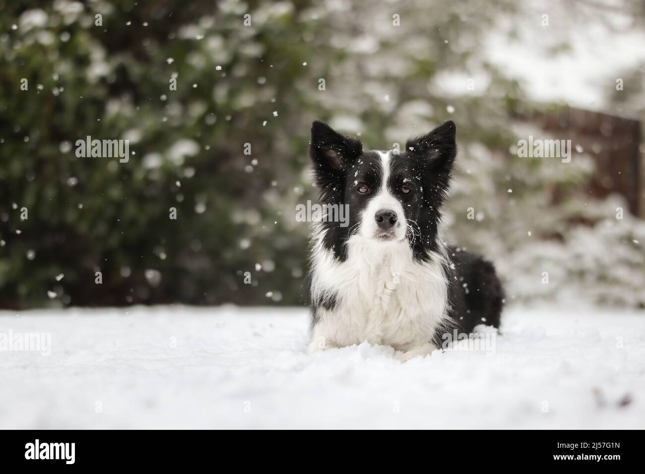Portrait of Sweet Border Collie Lying Down in Snow during Winter Day