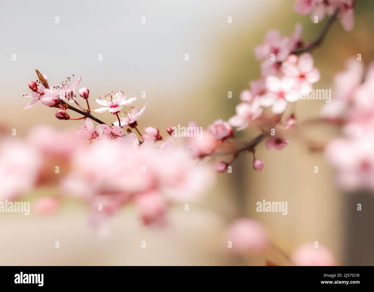 Delicate Prunus Cerasifera Outside in the Garden. Shallow Depth of Field of Beautiful Petals of Cherry Plum also called Myrobalan Plum in Spring. Stock Photo