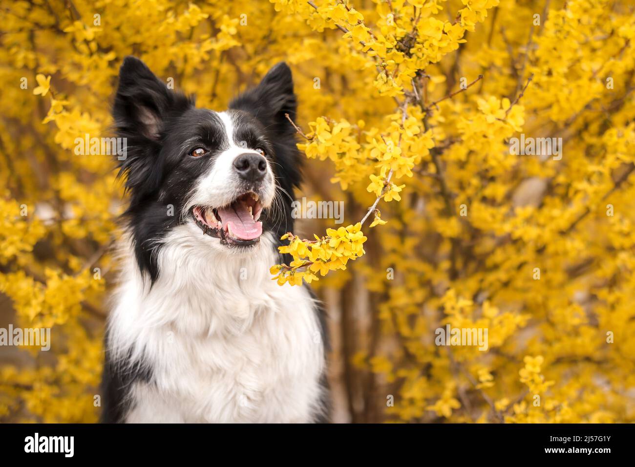 Smiling Portrait of Border Collie with Forsythia in Spring. Happy Black and White Dog with Yellow Blooming Shrub in the Garden. Stock Photo