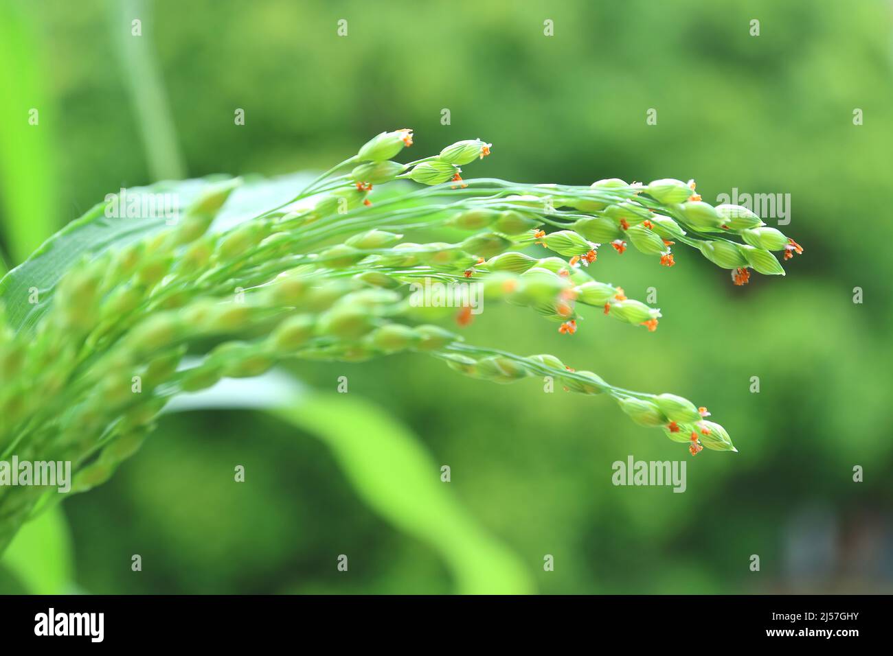 Closeup of Millet Plants with Tiny Flowers Growing in he Sunlight Stock Photo