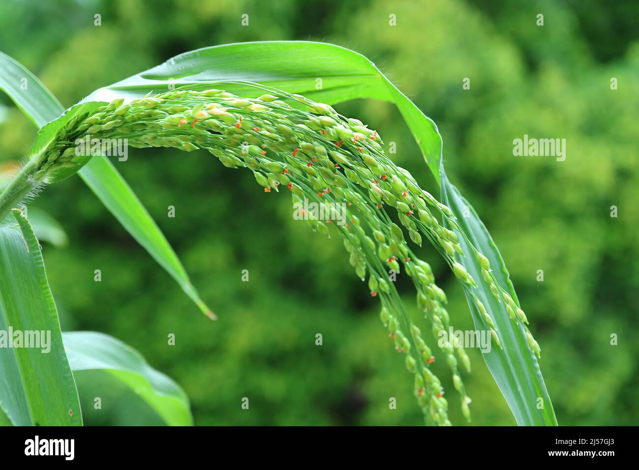 Immature Proso Millet Growing at the Balcony as an Ornamental Plant