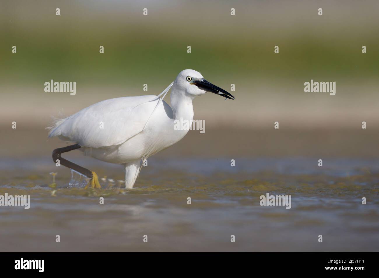 Little egret, Fiumicino (RM), Italy, May 2017 Stock Photo