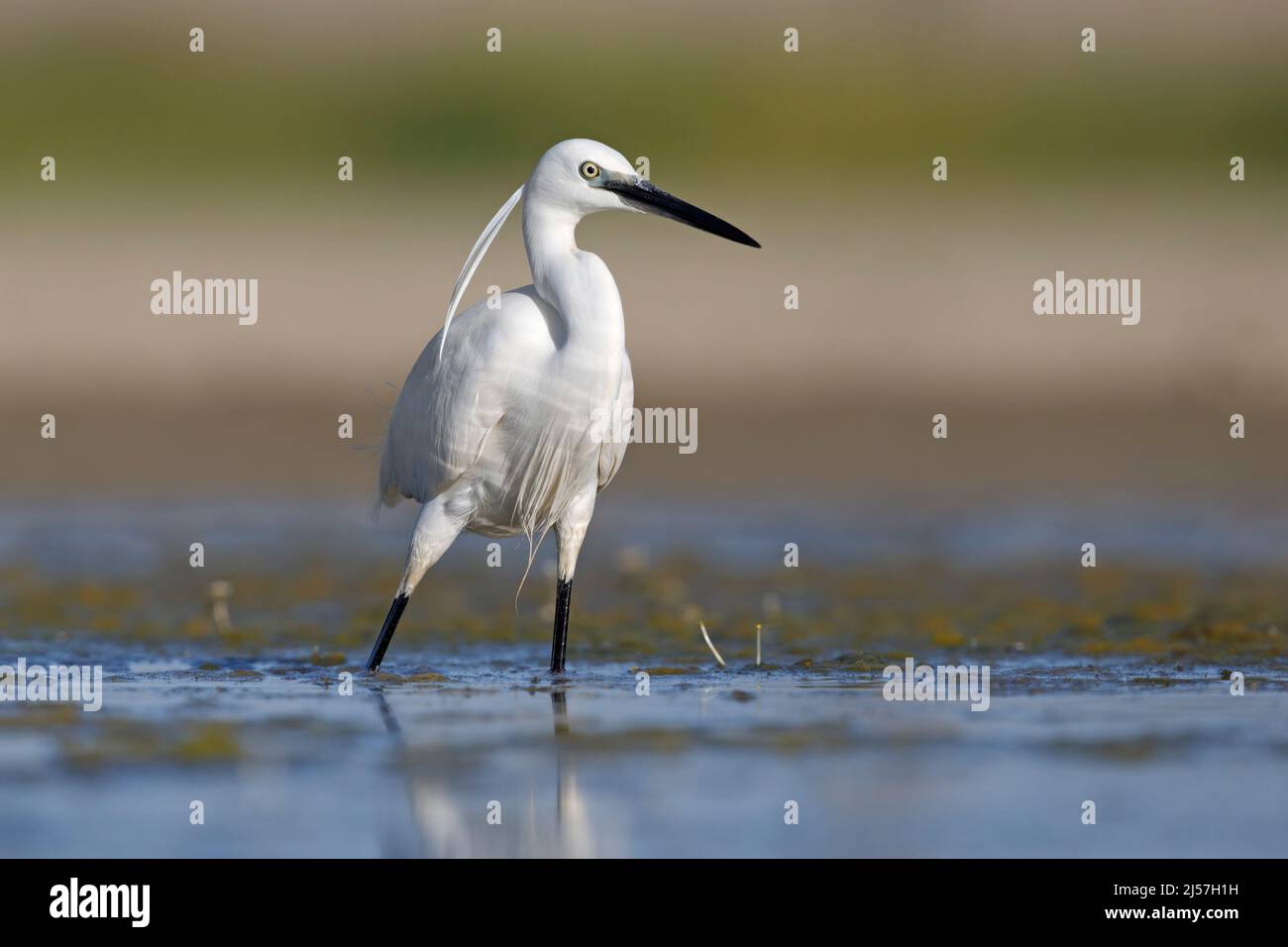 Little egret, Fiumicino (RM), Italy, May 2017 Stock Photo