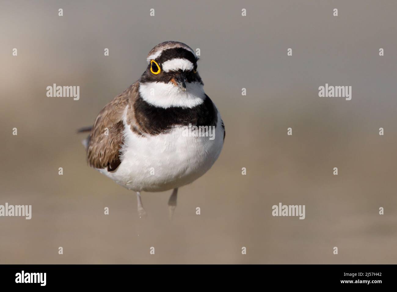 Little Ringed plover, Fiumicino (RM), Italy, May 2017 Stock Photo
