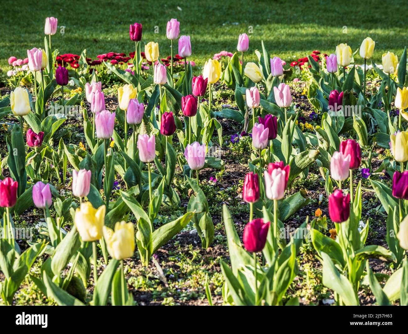 Yellow, pink and purple tulips in a spring flower bed. Stock Photo