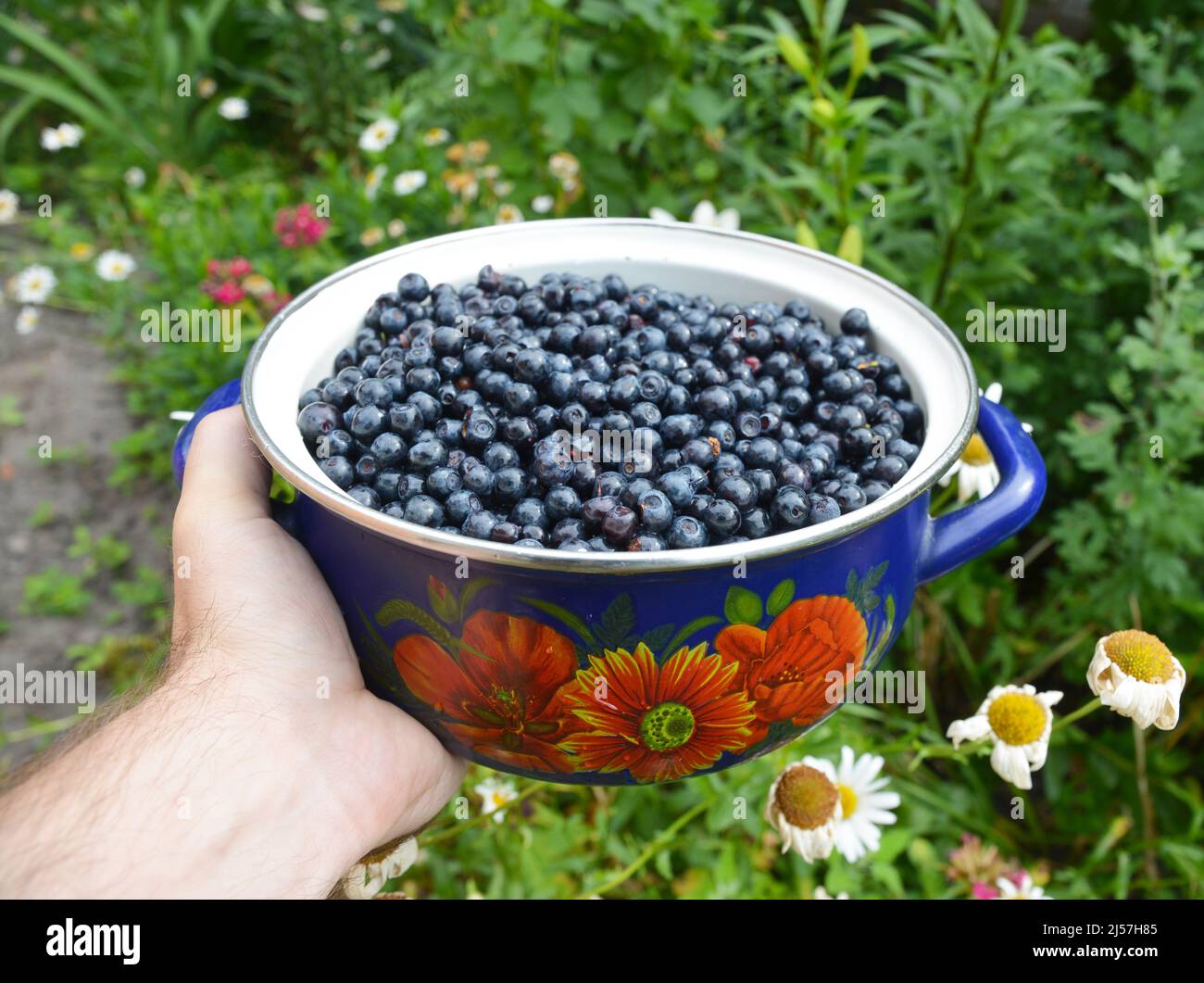 Bilberries antioxidant organic superfood in a bowl concept for healthy