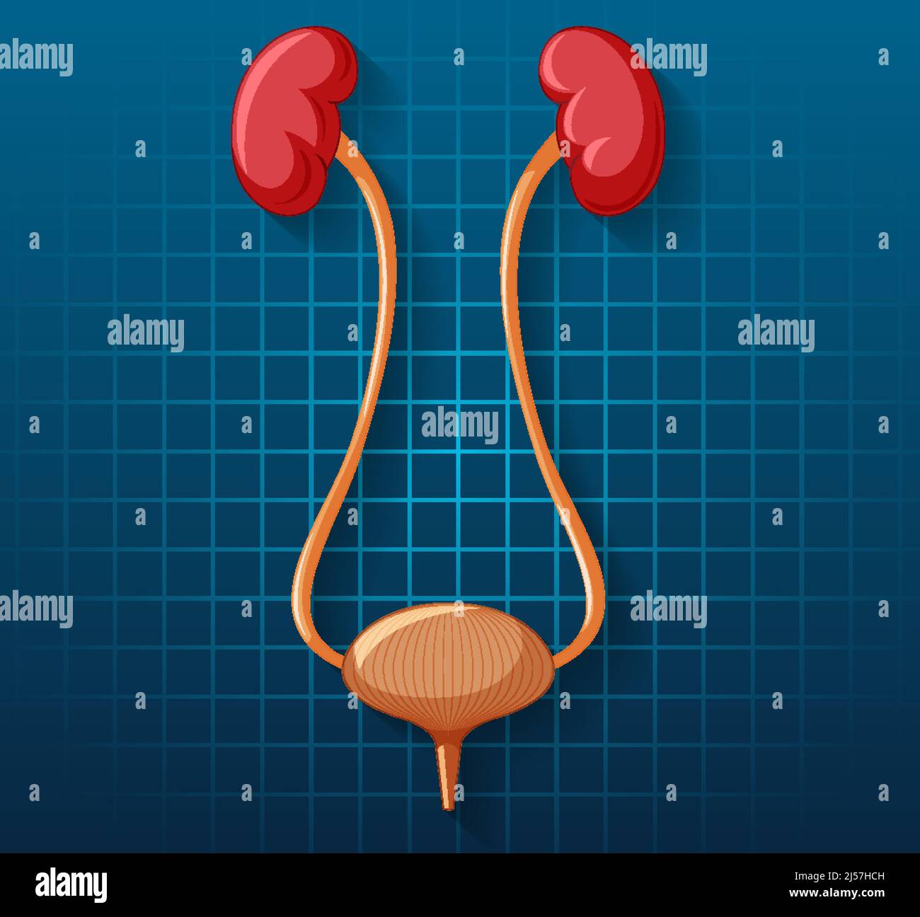 Human internal organ with kidneys and bladder illustration Stock Vector ...