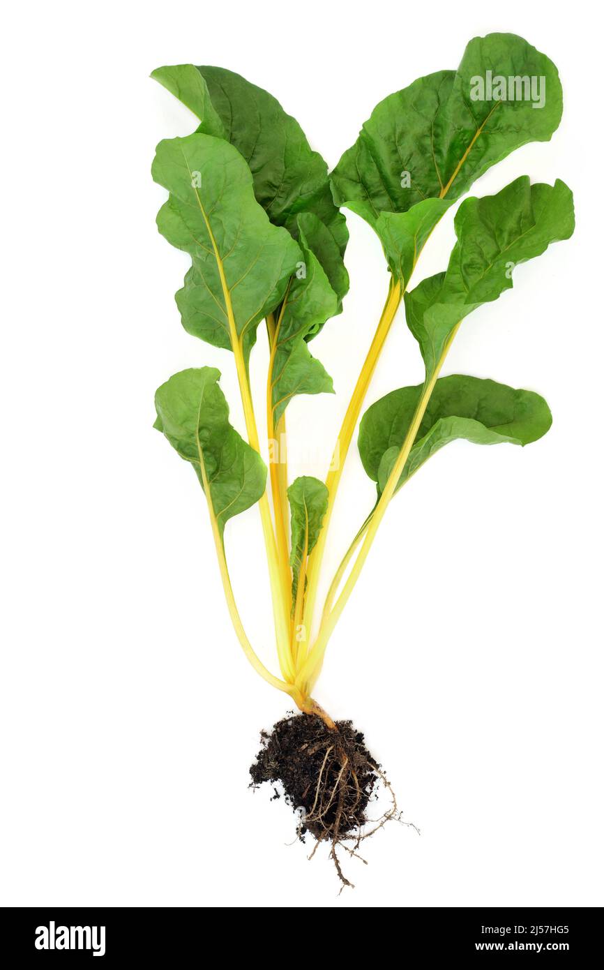 Swiss chard leafy green vegetable health food yellow variety with root