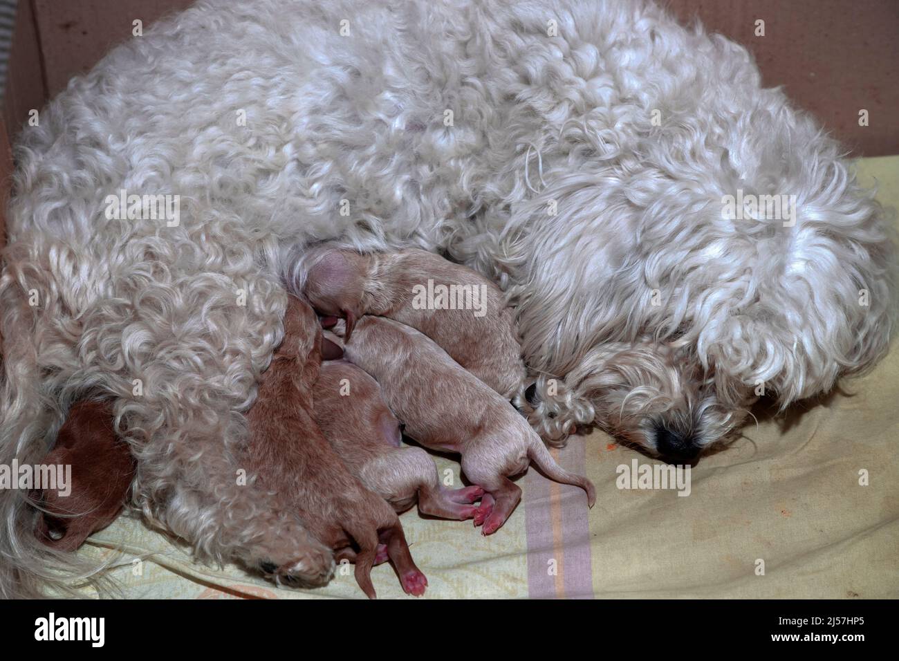 Bichon mother breastfeeds a day old Poochon (Poodle & Bichon mix) puppies in a whelping box Stock Photo