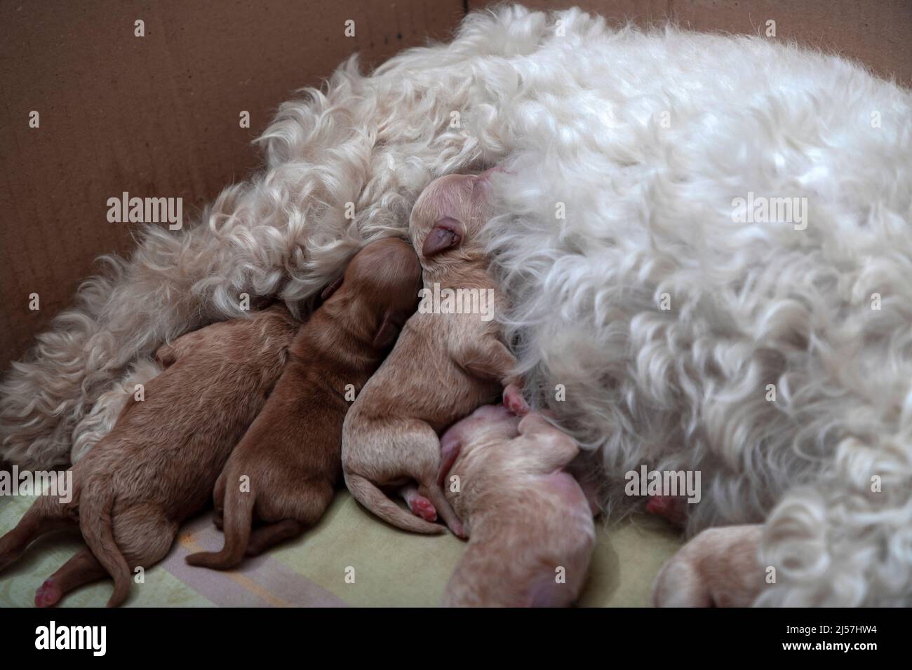 A day old Poochon (Poodle & Bichon mix) puppies sucking mother milk in a whelping box Stock Photo