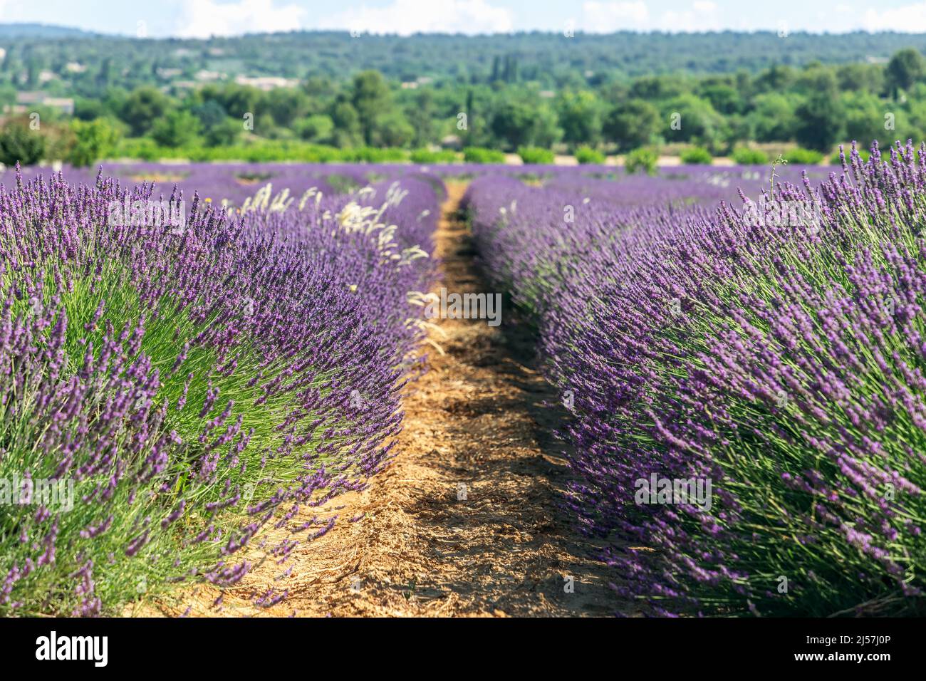 Classic French hybrid Lavender Grosso fragrant dark blue flower spikes vigorous growth habit. Vaucluse, Provence, France Stock Photo
