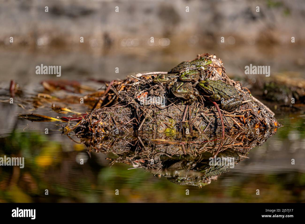 Pool frog in sun. Pelophylax lessonae. European frog. Biodiversity. Stock Photo
