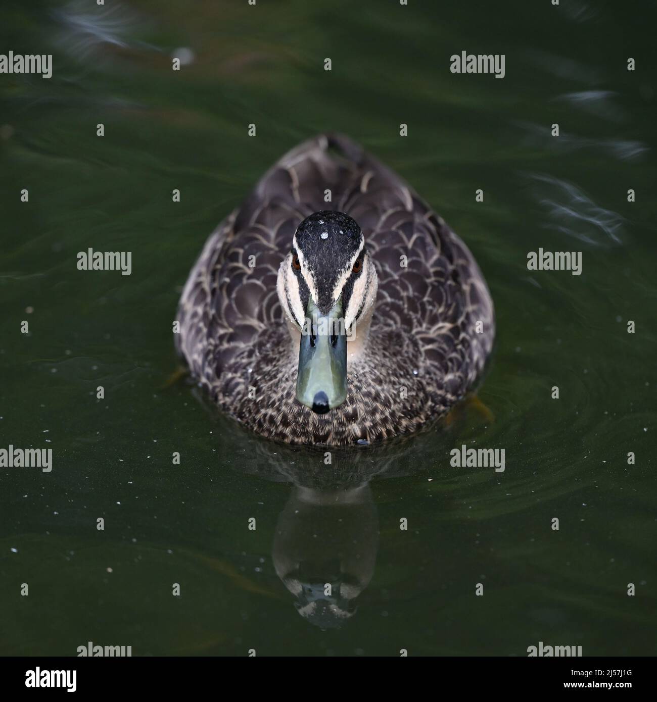 Front on view of a Pacific black duck (anas superciliosa), focused on the eyes, as it stares while floating in a lake Stock Photo