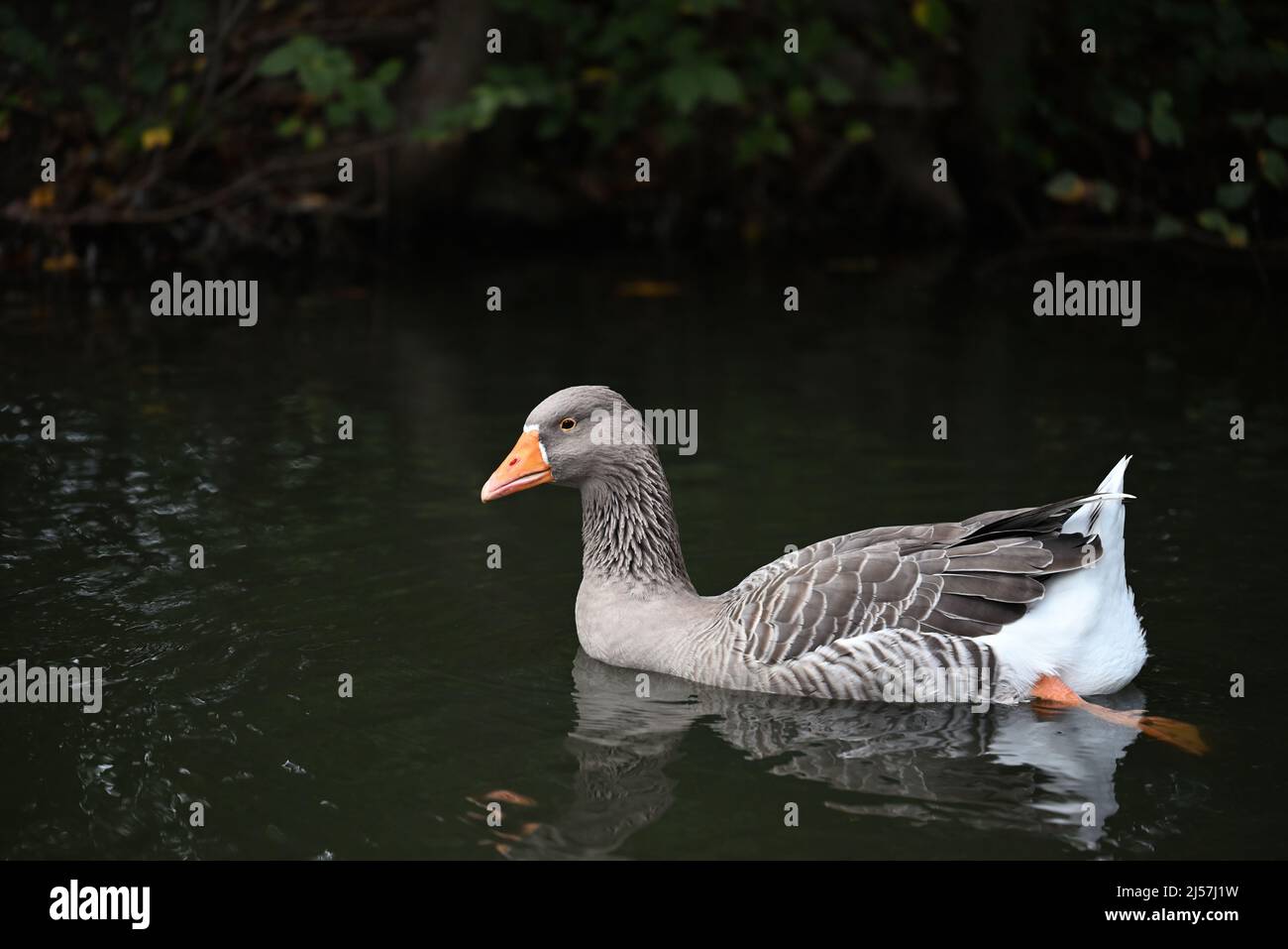 Greylag goose swimming in a lake, with dark plant-covered shore in the background Stock Photo