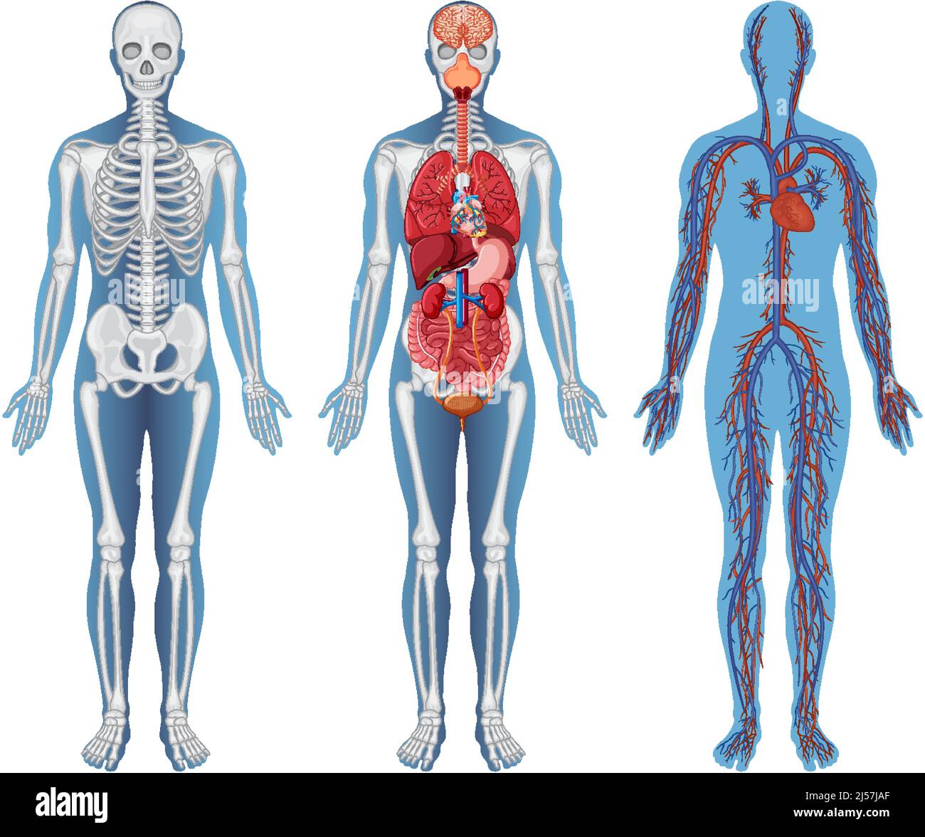 Anatomical Structure Human Bodies illustration Stock Vector Image Art Biology Diagrams