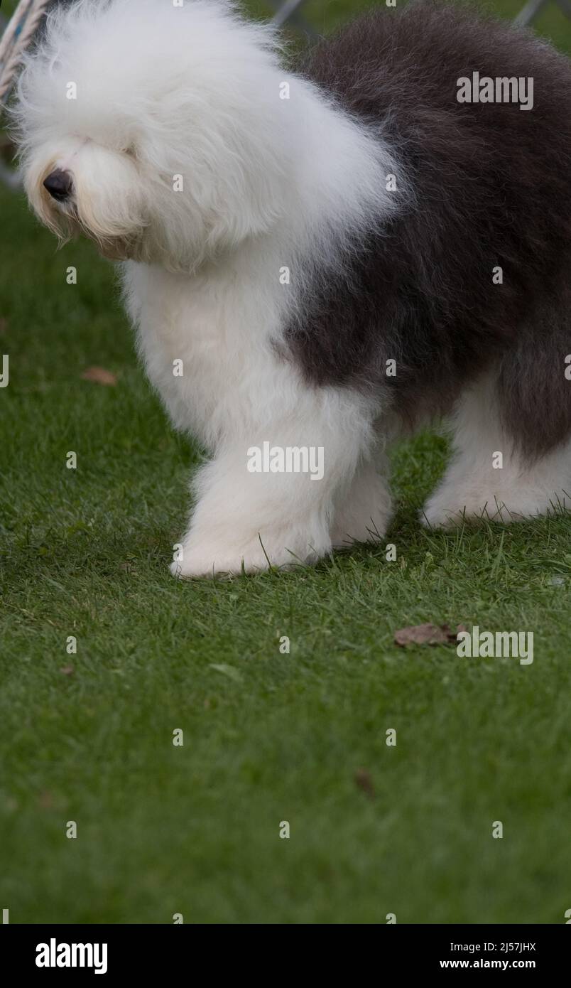 Old English Sheepdog Resting In Green Grass Stock Photo, Picture