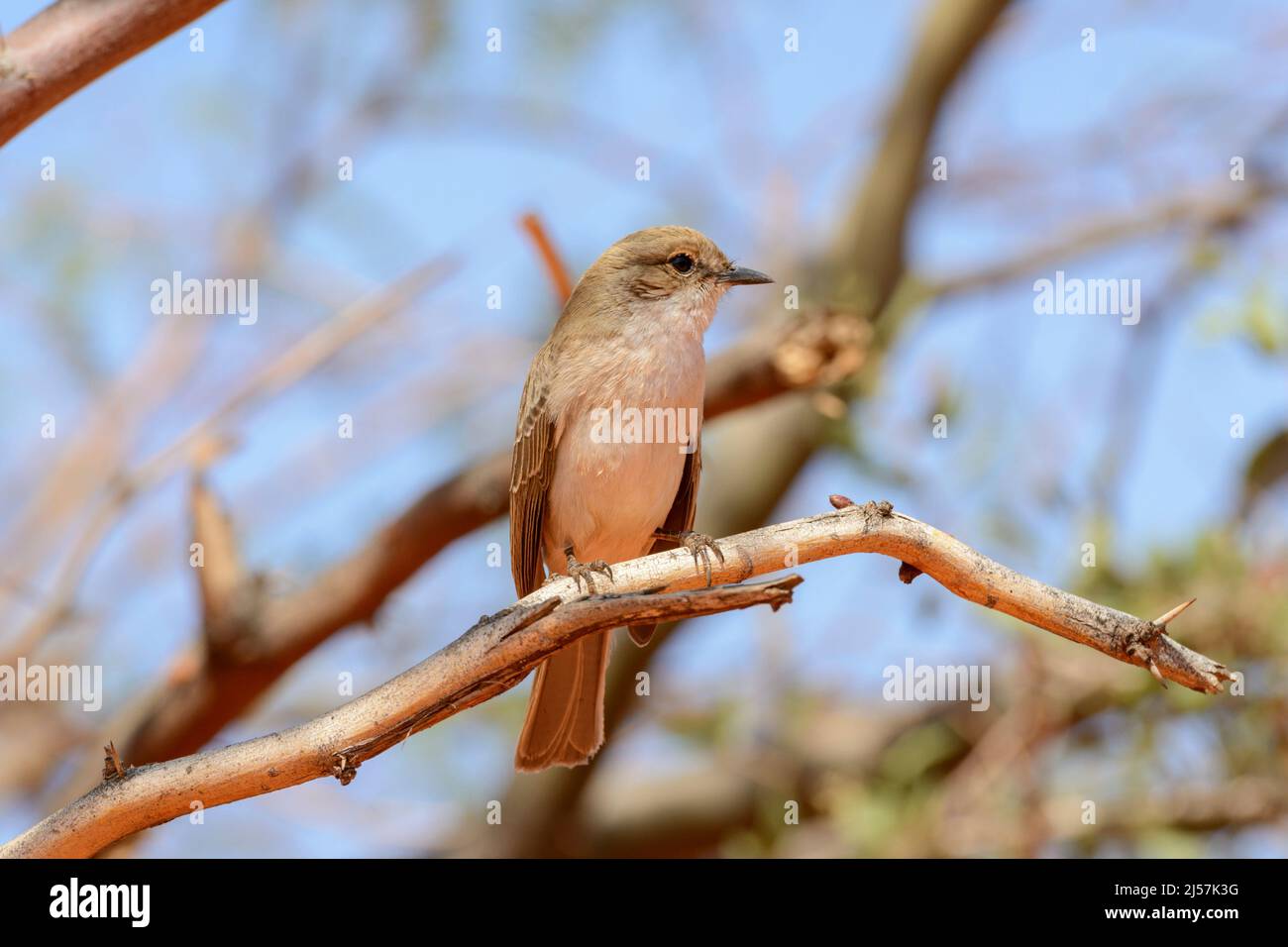 Pale Flycatcher (Melaenornis pallidus), a passerine bird of the Old World flycatcher family Muscicapidae, found in Namibia and Sub-Saharan Africa ... Stock Photo