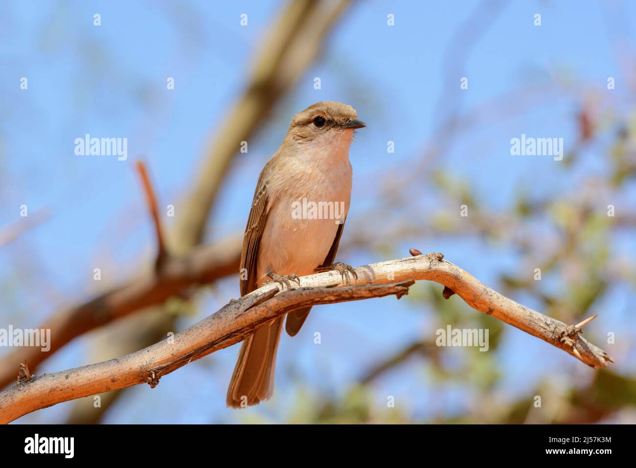 Pale Flycatcher (Melaenornis pallidus), a passerine bird of the Old World flycatcher family Muscicapidae, found in Namibia and Sub-Saharan Africa ... Stock Photo