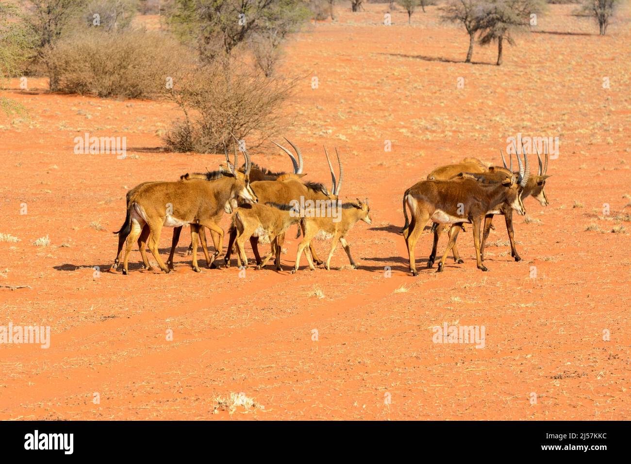 A matriarchal herd of southern sable antelopes (Hippotragus niger niger) walking across the red sand dunes of the Kalahari Desert, Namibia, Africa Stock Photo