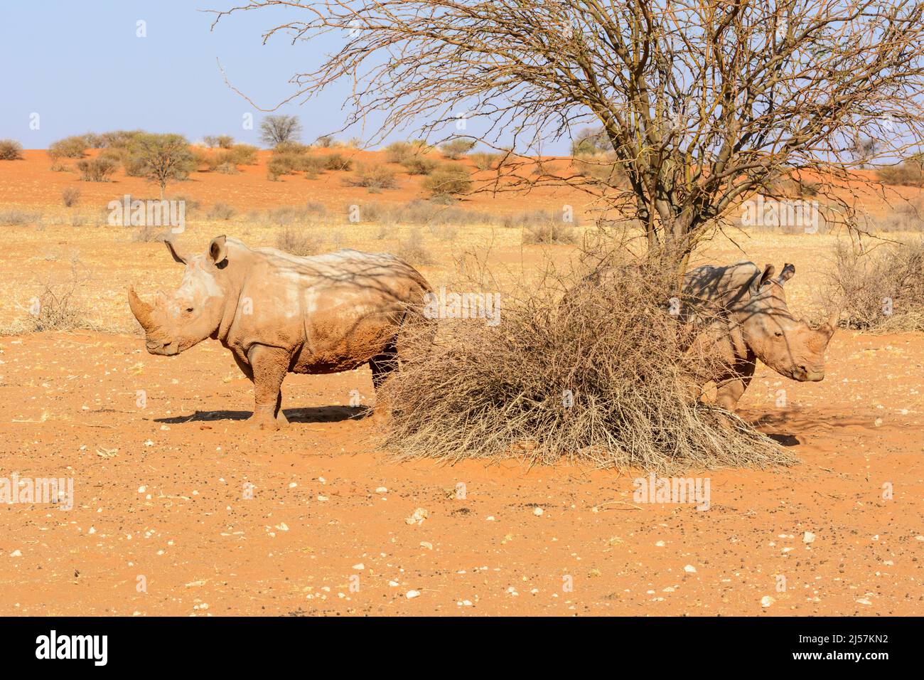 Two white rhinoceroses (Ceratotherium simum) covered in mud standing in the red sand dunes of the Kalahari Desert, Namibia, Southern Africa Stock Photo
