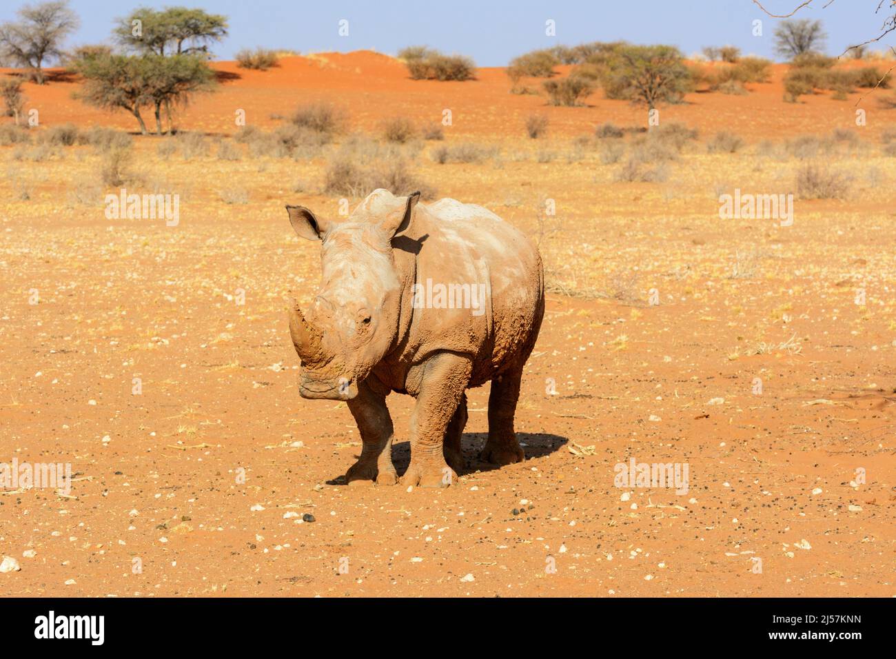 A white rhinoceros (Ceratotherium simum) covered in mud walks across the red sand dunes of the Kalahari Desert, Namibia, Southern Africa Stock Photo