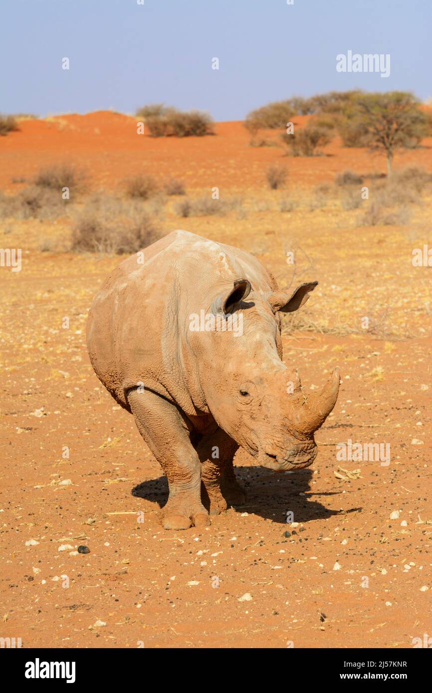 A white rhinoceros (Ceratotherium simum) covered in mud walks across the red sand dunes of the Kalahari Desert, Namibia, Southern Africa Stock Photo