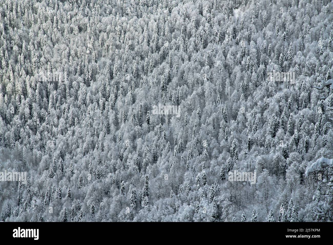 Extensive, thick stand of trees spruce forests in the winter mountains at an altitude of 2000 meters a.s.l. Cloud-forest belt. Oriental spruce (Picea Stock Photo