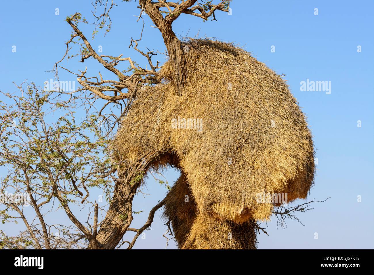 A giant bird nest constructed by Sociable Weaver birds (Philetairus socius) hangs in a tree