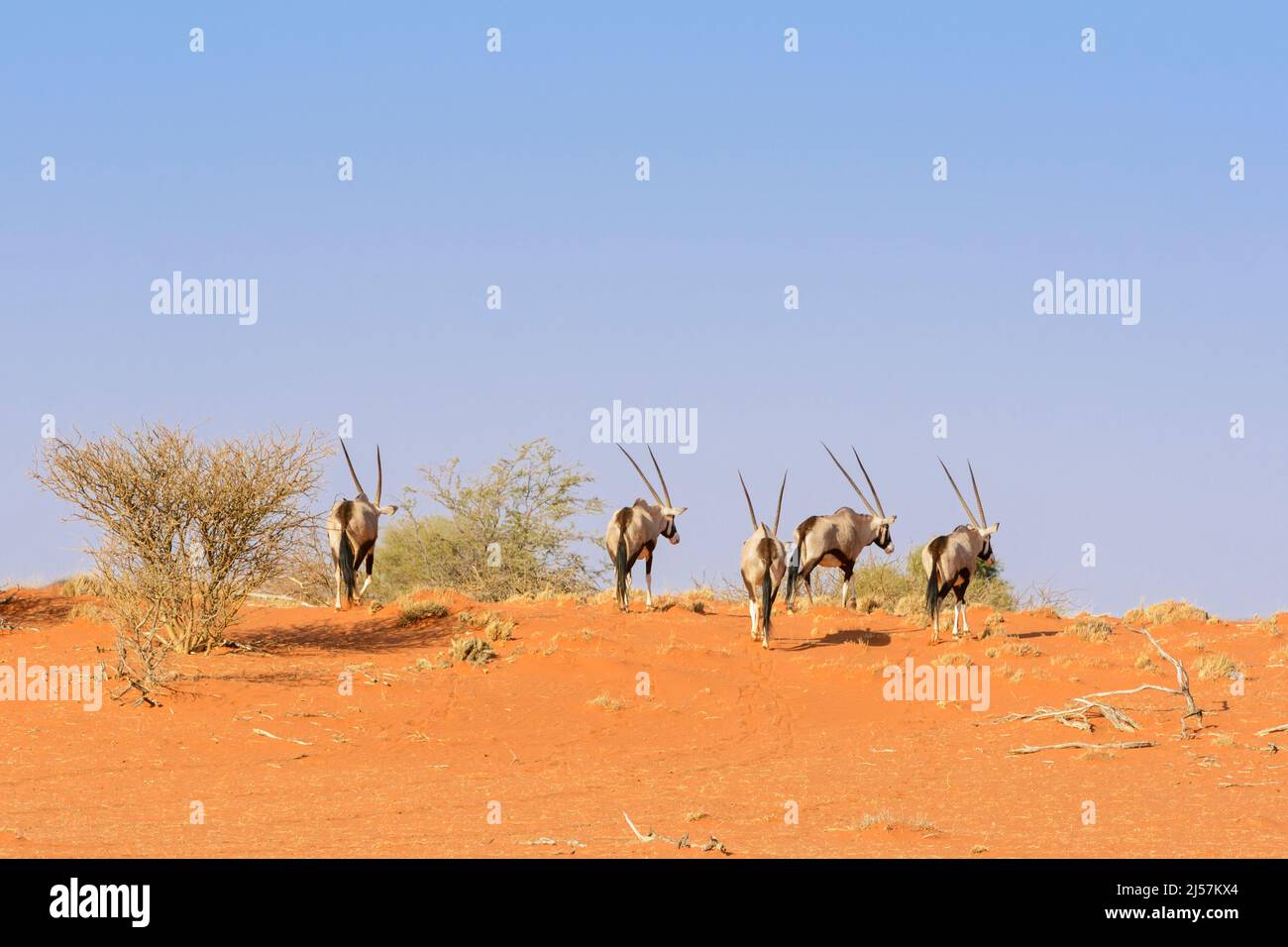 A herd of South African Oryxes (Oryx gazella) walking across red sand ...