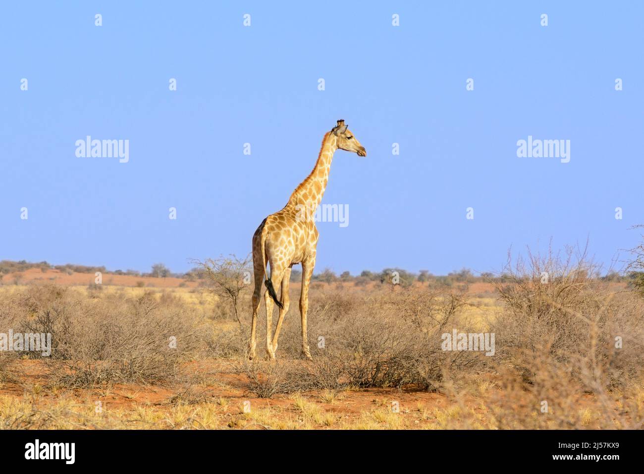 Safari giraffe africa namib hi-res stock photography and images - Alamy