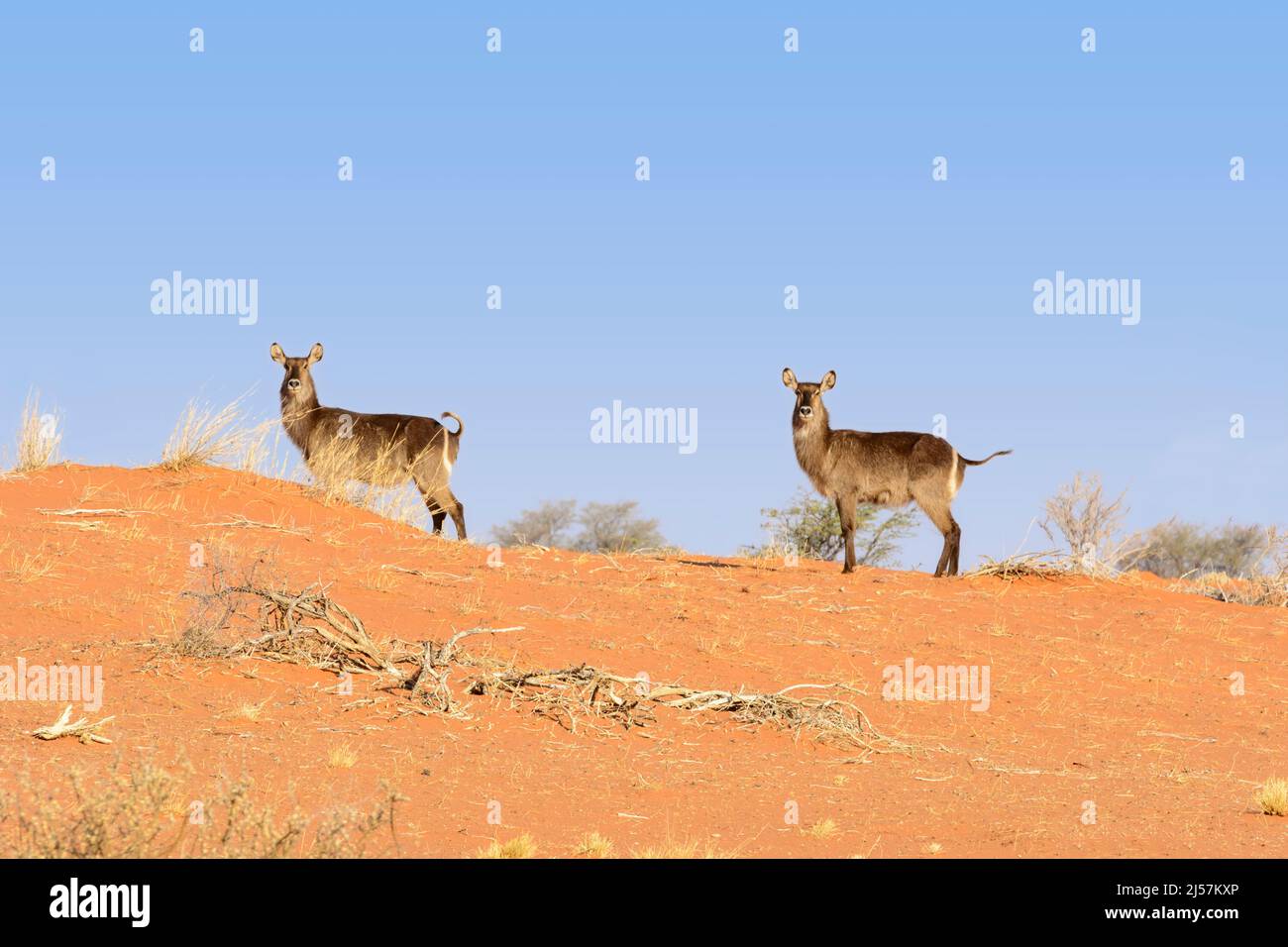 Two waterbucks (Kobus ellipsiprymnus) stand on a red sand dune with a clear blue sky in the Kalahari Desert, Hardap Region, Namibia, Southwest Africa Stock Photo