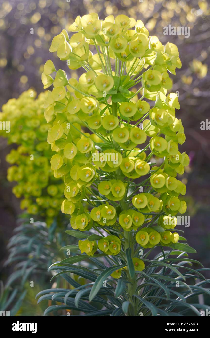 Euphorbia wulfenii flowers in the springtime, East Yorkshire, UK, GB., England, Stock Photo