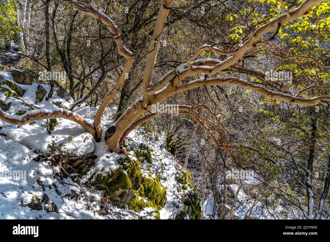 Verschneiter Wald  im Troodos-Gebirge,  Zypern, Europa  |   Snowy forest of the  Troodos Mountains, Cyprus, Europe Stock Photo
