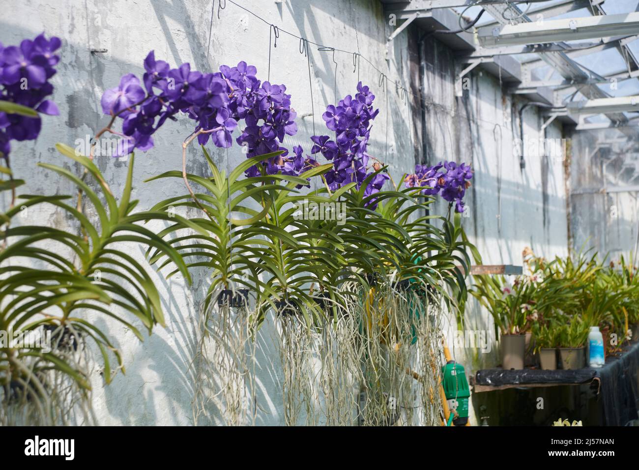 Vanda Orchids in full bloom, a true blue orchid flower. Stock Photo