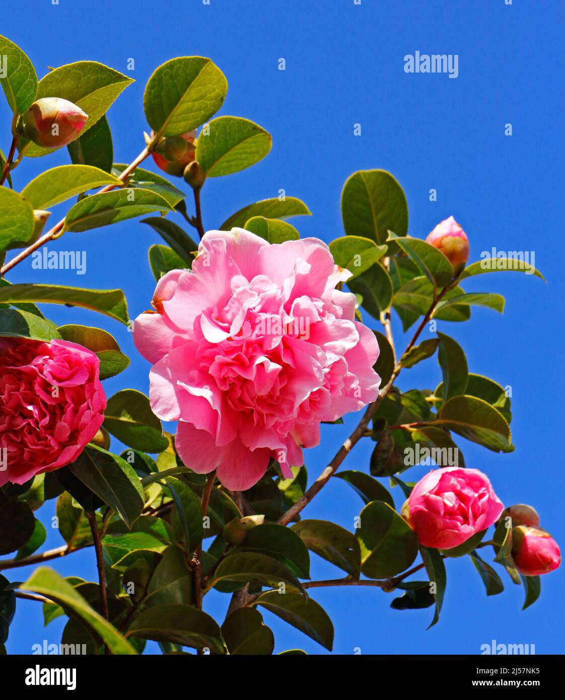 A flowering bloom of Camellia x williamsii in early spring against a clear blue sky in an urban garden at Hellesdon, Norfolk, England, United Kingdom. Stock Photo