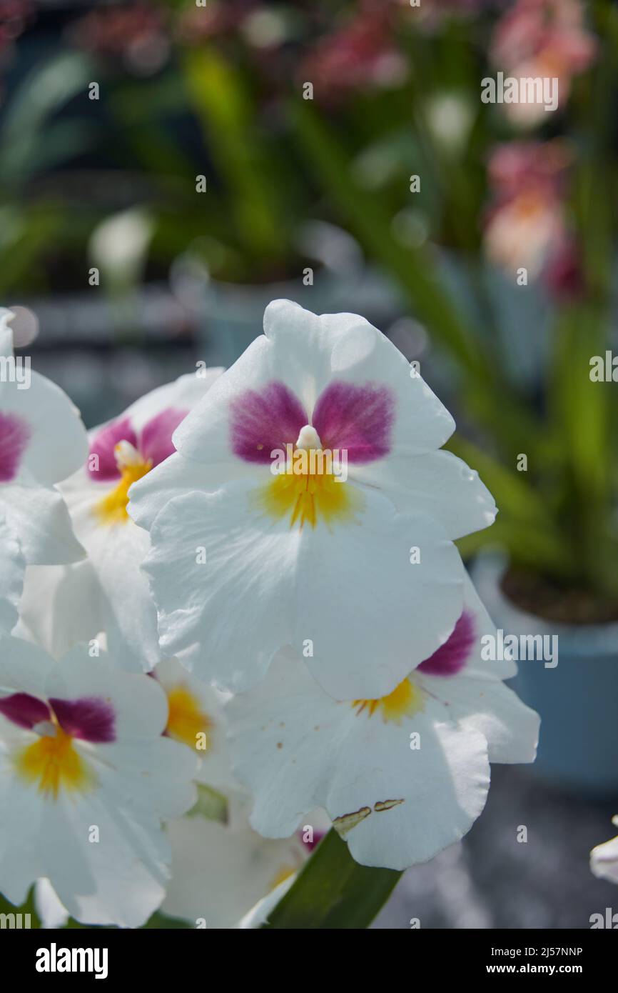 Miltonia or Pansy Orchids in full bloom, growing in a commercial greenhouse during the summer. UK. GB. Stock Photo