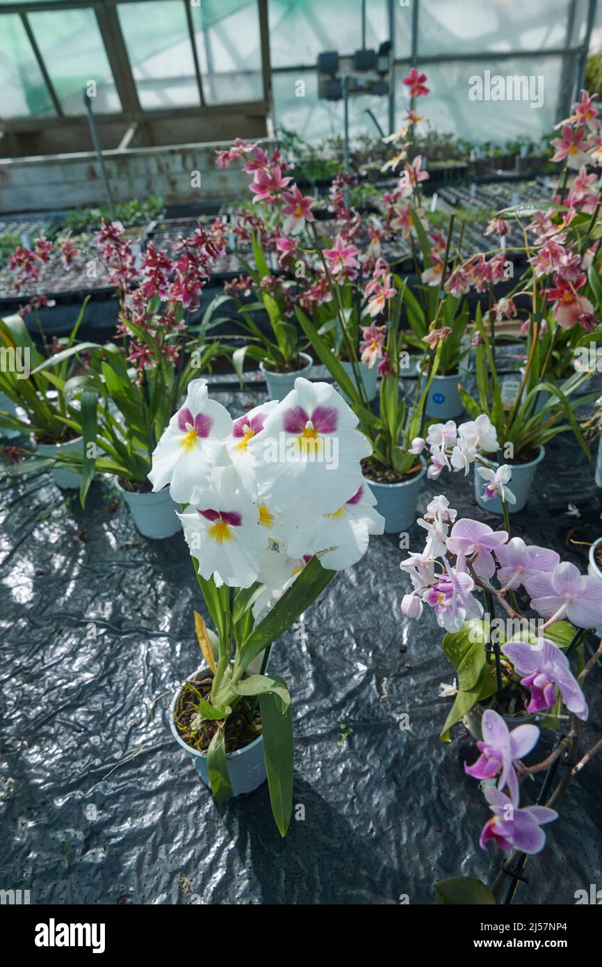 Miltonia Orchids in full bloom, growing in a commercial greenhouse