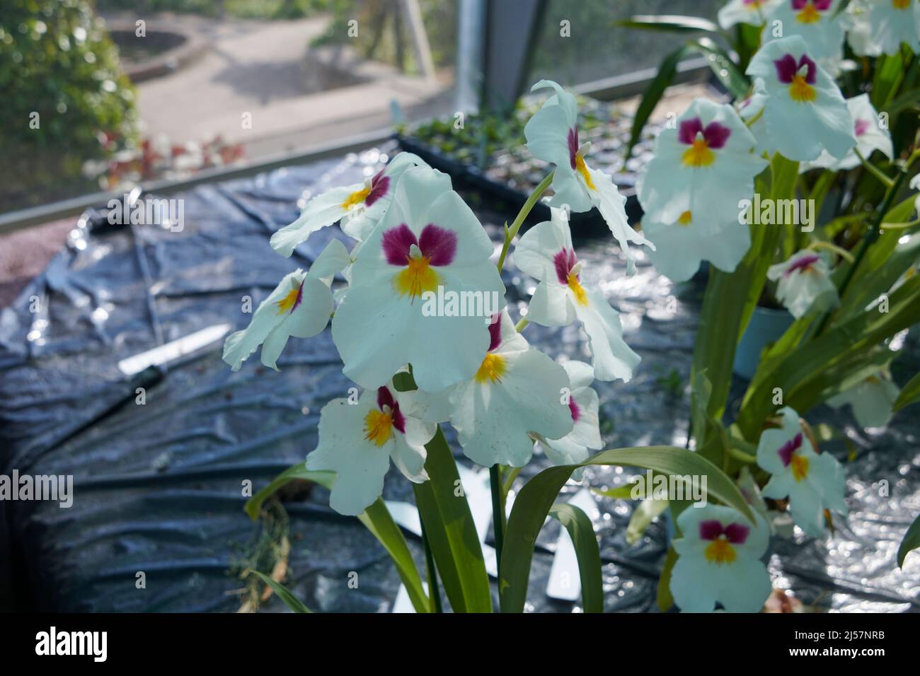 Miltonia or Pansy Orchids in full bloom, growing in a commercial greenhouse during the summer. UK. GB. Stock Photo