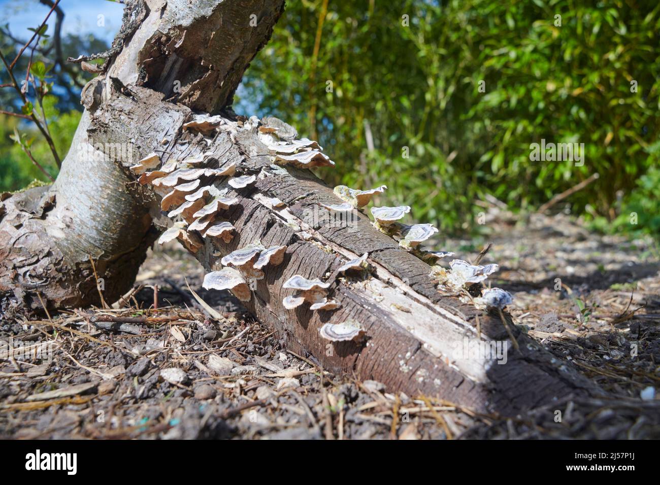 trichaptum lenz growing on a rotting log Stock Photo