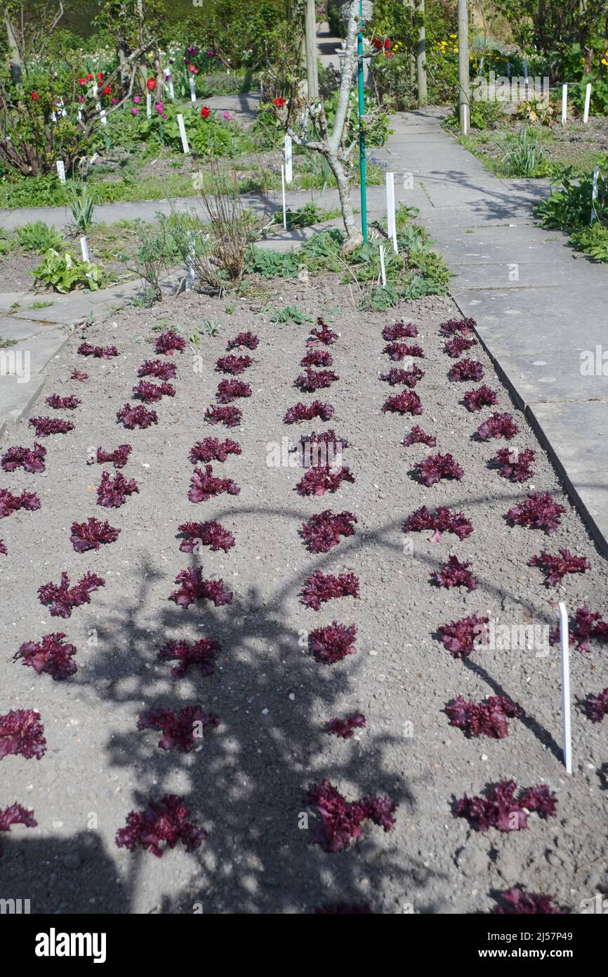 Lollo Rosso lettuce growing in a walled garden in the spring, England, UK, GB. Stock Photo