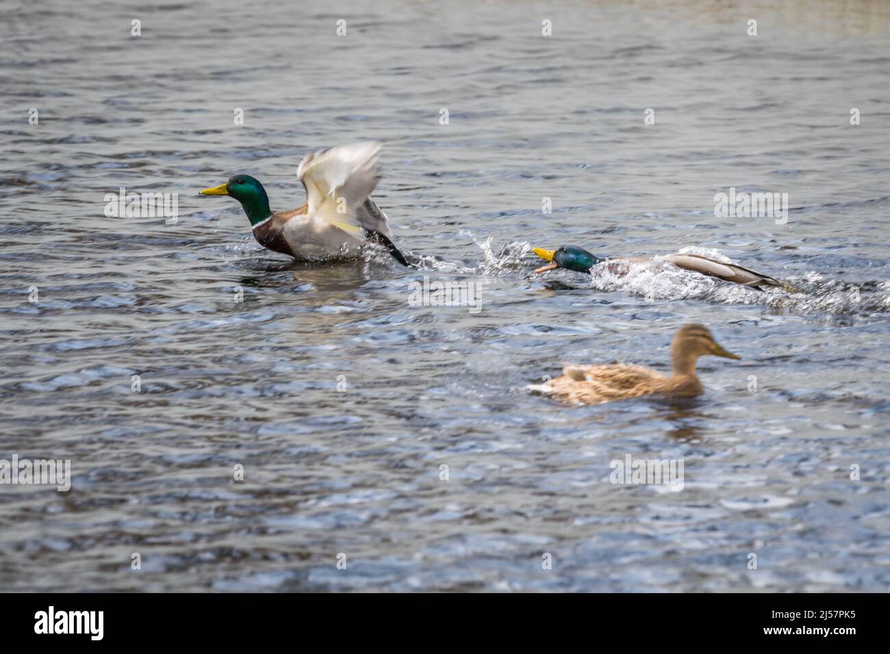 Competition and territorial fight of ducks drake in a lake with ...
