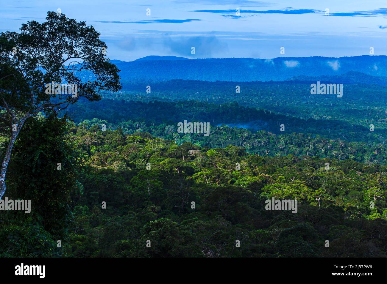 Aerial view of green tropical forest during sunrise, soft mist covers