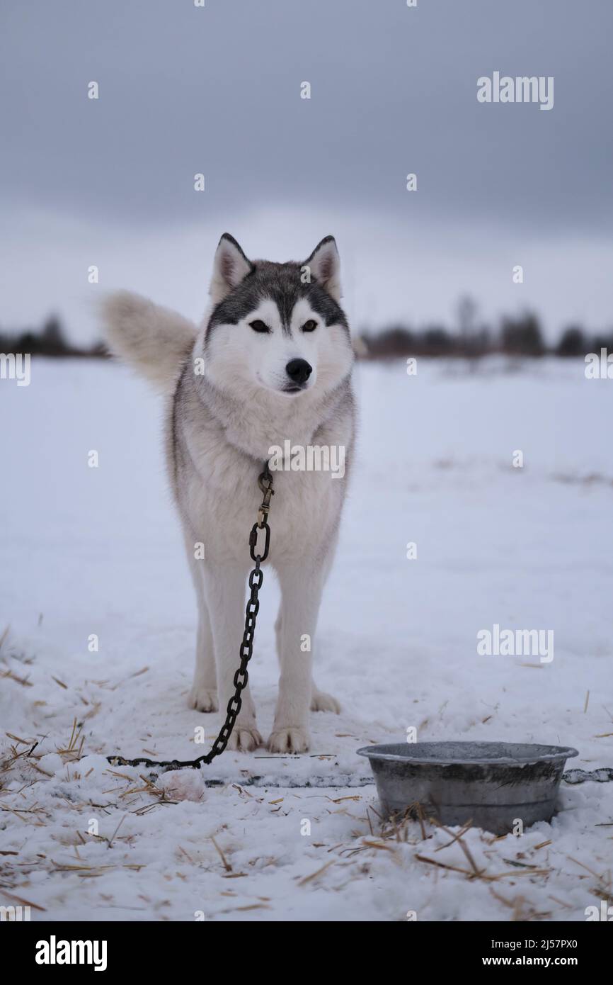 Siberian husky snow hi res stock photography and images Page 27