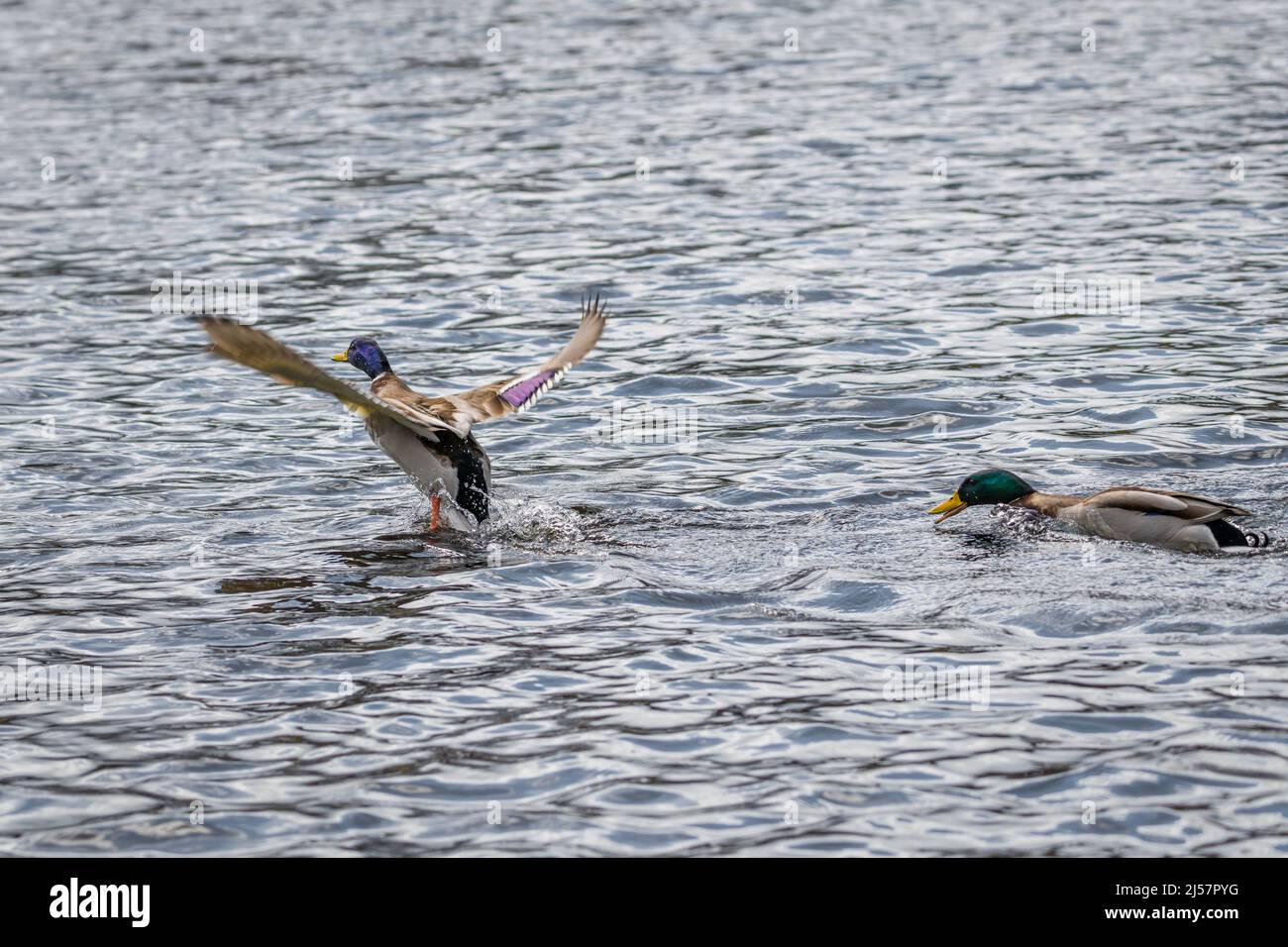 Competition and territorial fight of ducks drake in a lake with ...