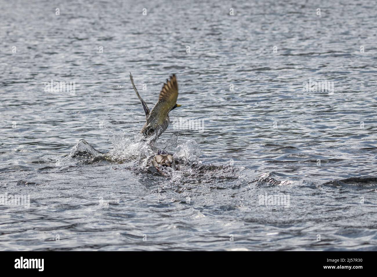 Competition and territorial fight of ducks drake in a lake with ...
