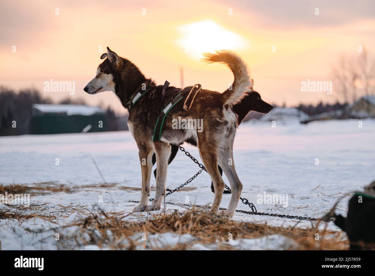 Dogs gain strength running training. The Northern sled dog breed Alaskan Husky is chained to