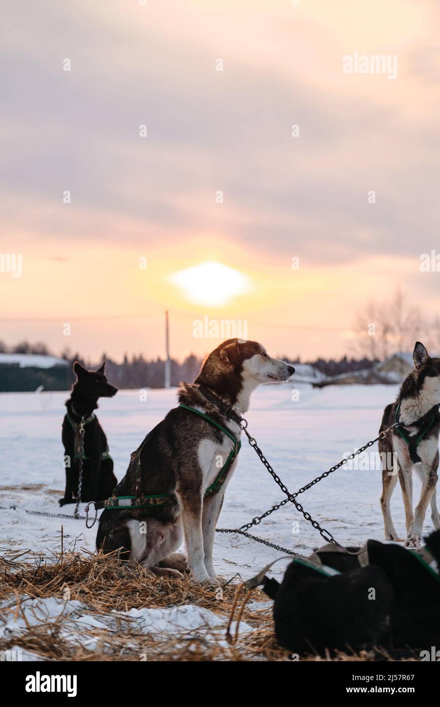 Dogs gain strength running training. The Northern sled dog breed Alaskan Husky is chained to